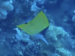 Forcipiger flavissimus