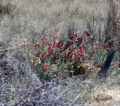 Lessertia frutescens