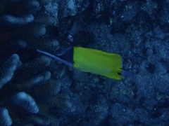 Forcipiger flavissimus