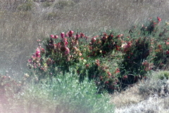 Lessertia frutescens