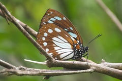 Charaxes wakefieldi
