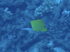 Forcipiger flavissimus