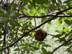 Ungnadia speciosa
