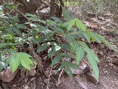 Ungnadia speciosa