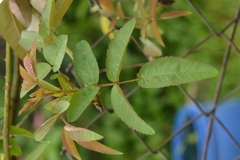 Rosa henryi