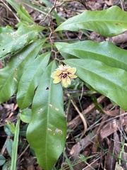 Eupomatia bennettii