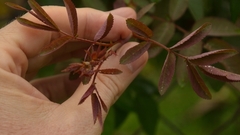 Rosa henryi