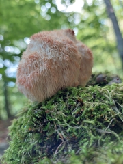 Hericium