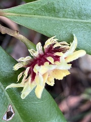 Eupomatia bennettii