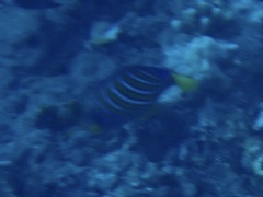 Pygoplites diacanthus