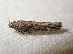 Scrobipalpa