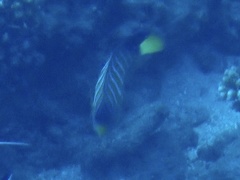 Pygoplites diacanthus