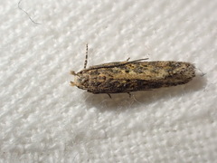 Scrobipalpa