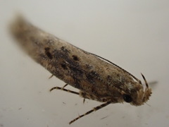 Scrobipalpa