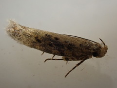 Scrobipalpa