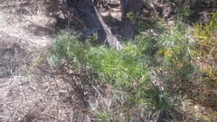 Clematis microphylla