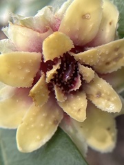 Eupomatia bennettii