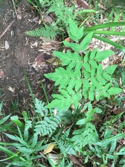 Osmunda japonica