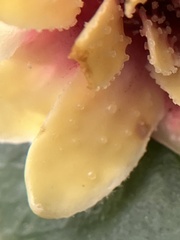 Eupomatia bennettii