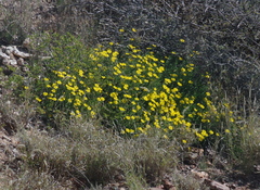 Osteospermum microcarpum