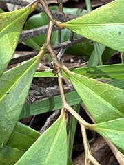 Eupomatia bennettii