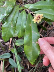 Eupomatia bennettii