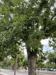 Carya illinoinensis