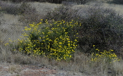 Osteospermum microcarpum