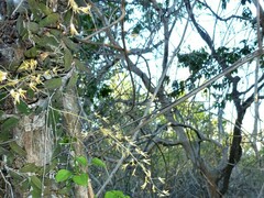 Dendrobium linguiforme