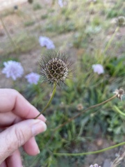 Scabiosa columbaria