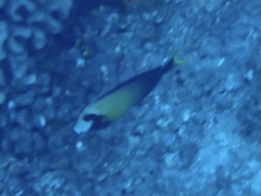 Acanthurus pyroferus