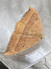 Watsonalla cultraria