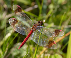 Sympetrum pedemontanum