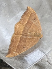 Watsonalla cultraria