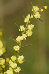 Acacia genistifolia