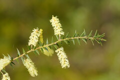 Acacia oxycedrus