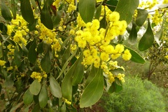 Acacia pycnantha