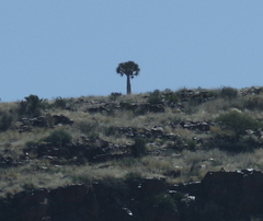 Aloidendron dichotomum