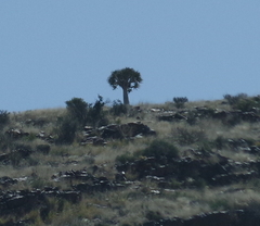 Aloidendron dichotomum