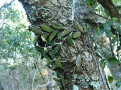 Dendrobium linguiforme