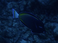 Acanthurus nigricans