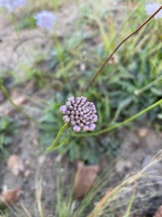 Scabiosa columbaria