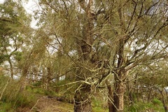 Allocasuarina verticillata