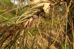 Allocasuarina verticillata