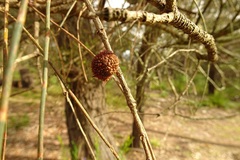 Allocasuarina verticillata