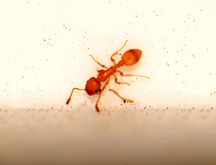 Temnothorax