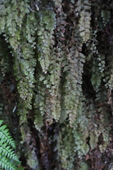 Hymenophyllaceae