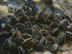 Mytilus galloprovincialis