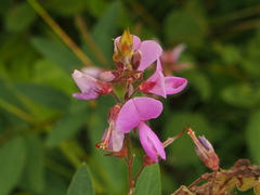 Desmodium canadense