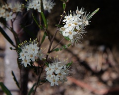 Phebalium squamulosum